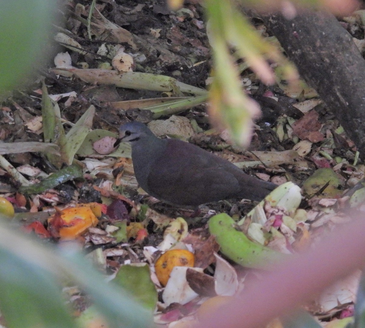 Buff-fronted Quail-Dove - ML616396019