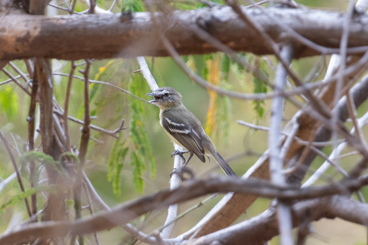 Pale-tipped Tyrannulet - ML616396086
