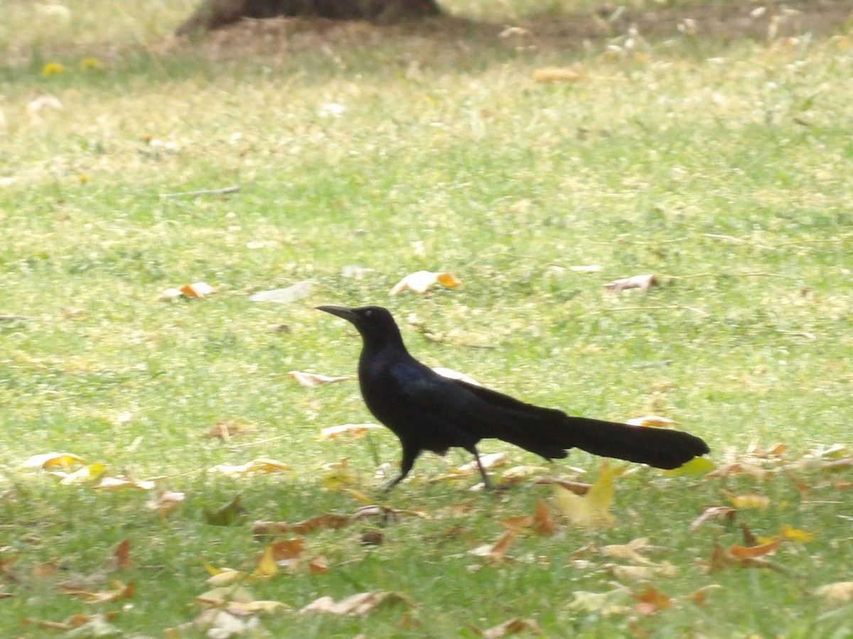 Great-tailed Grackle - ML616396091