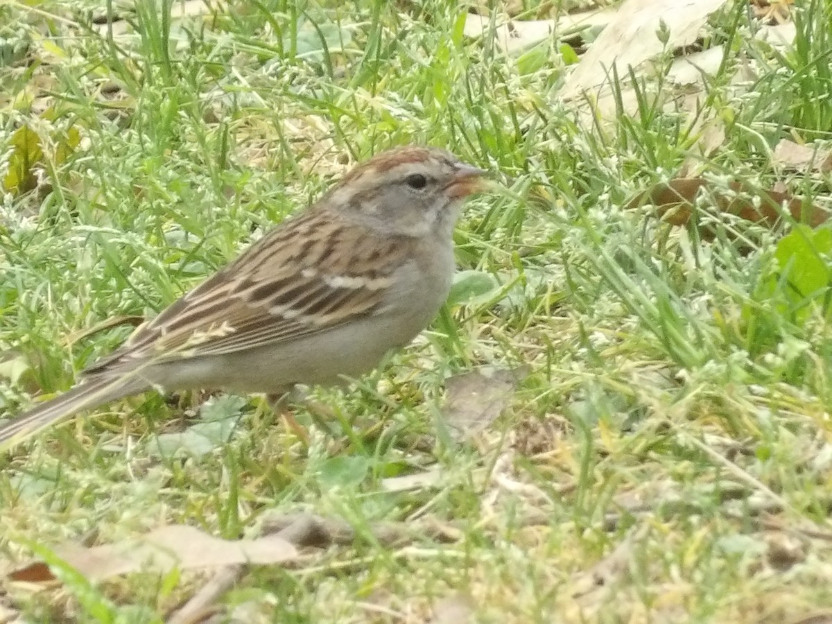 Chipping Sparrow - ML616396109