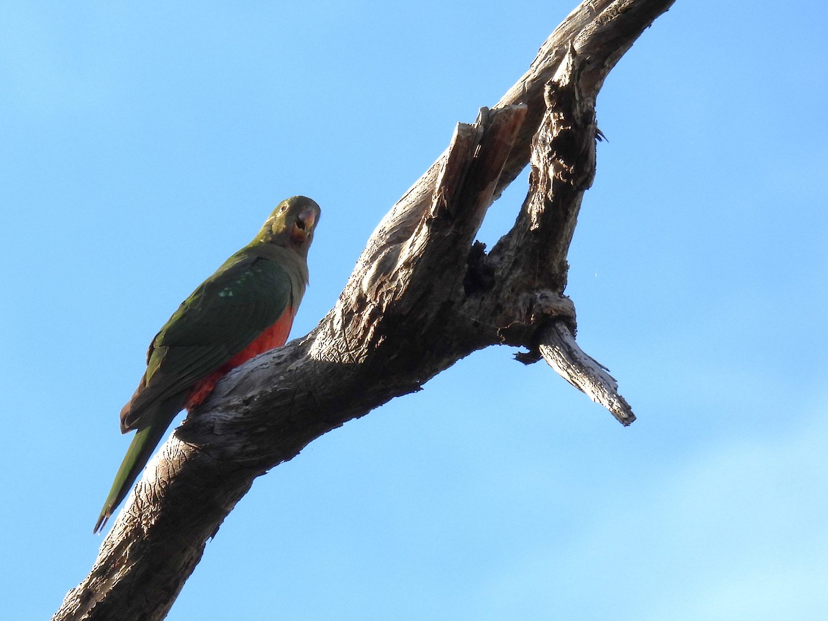 Australian King-Parrot - Benedick Furniss