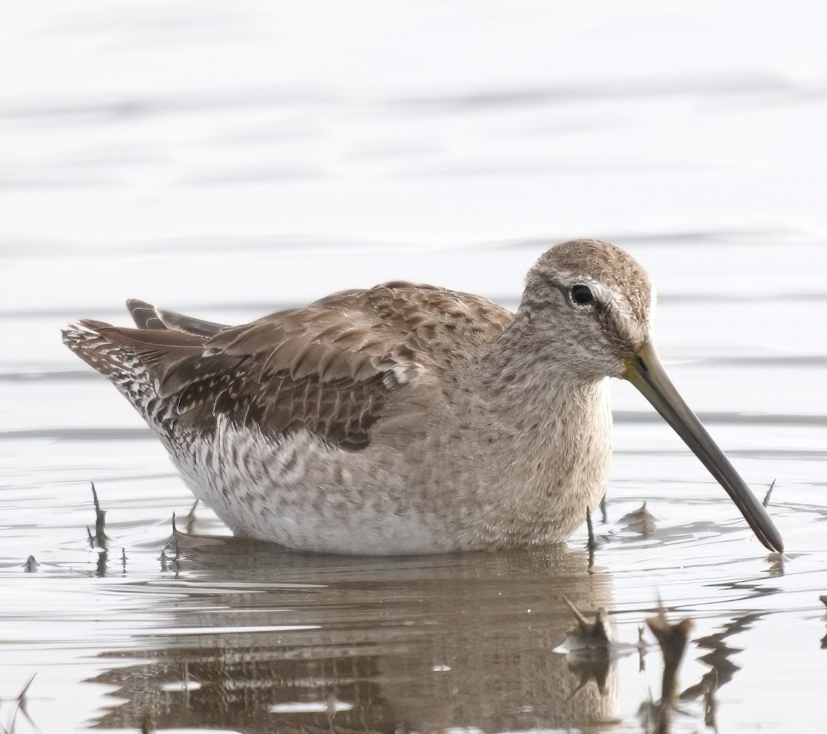 Long-billed Dowitcher - ML616396220