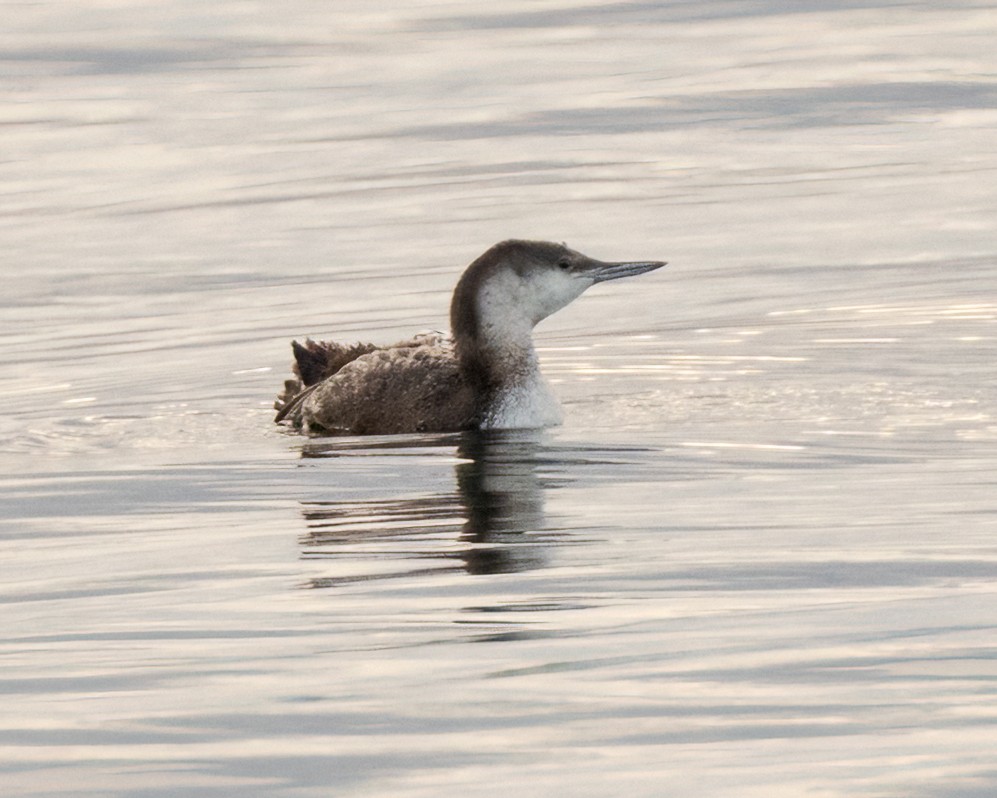 Red-throated Loon - ML616396274
