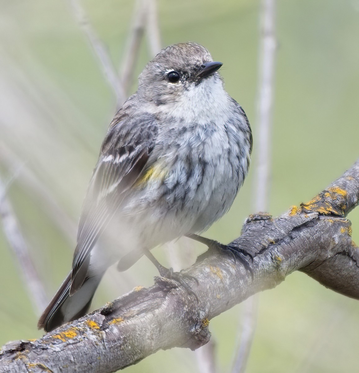 Yellow-rumped Warbler (Myrtle x Audubon's) - DAB DAB
