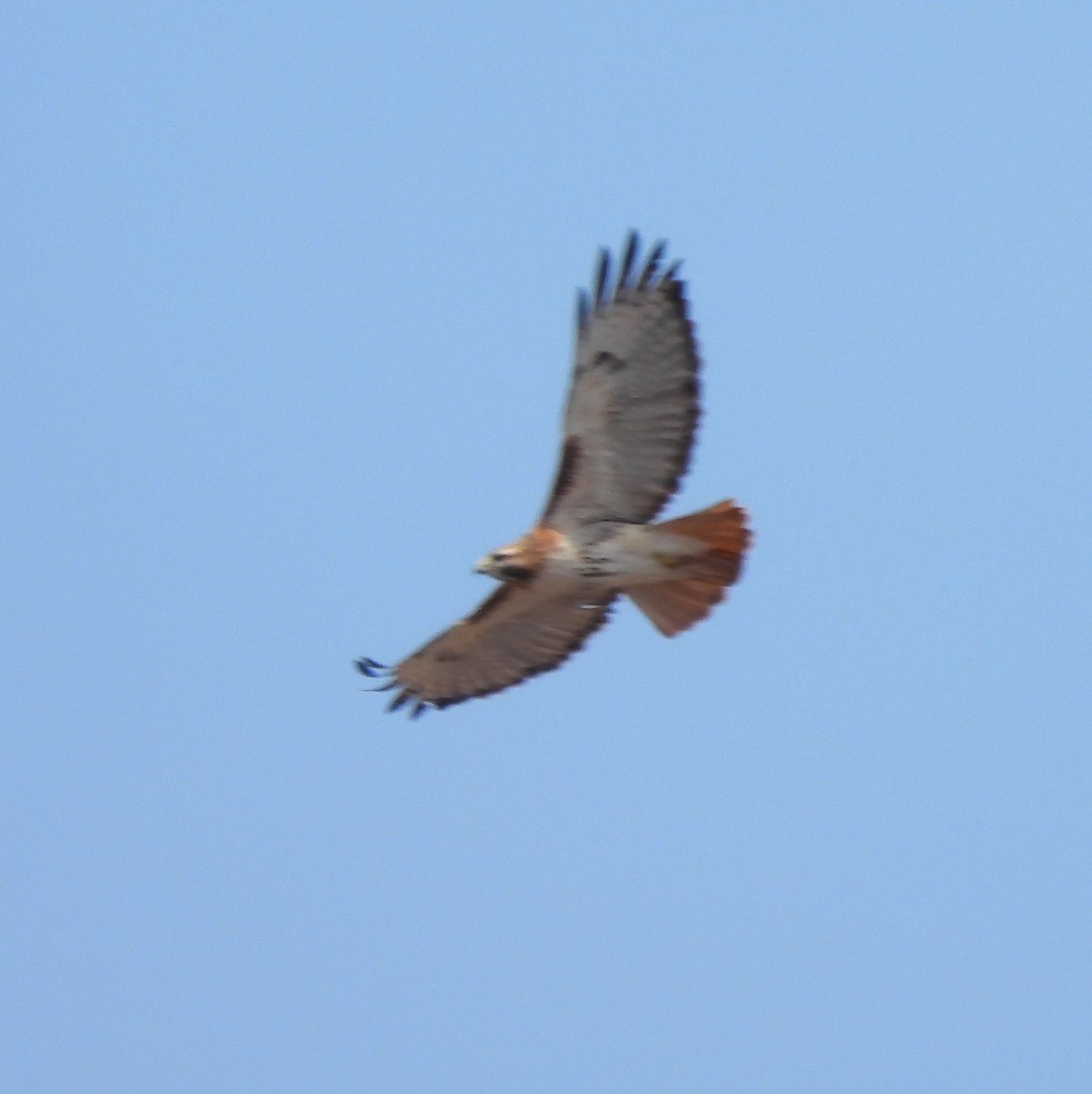 Red-tailed Hawk - ML616396359