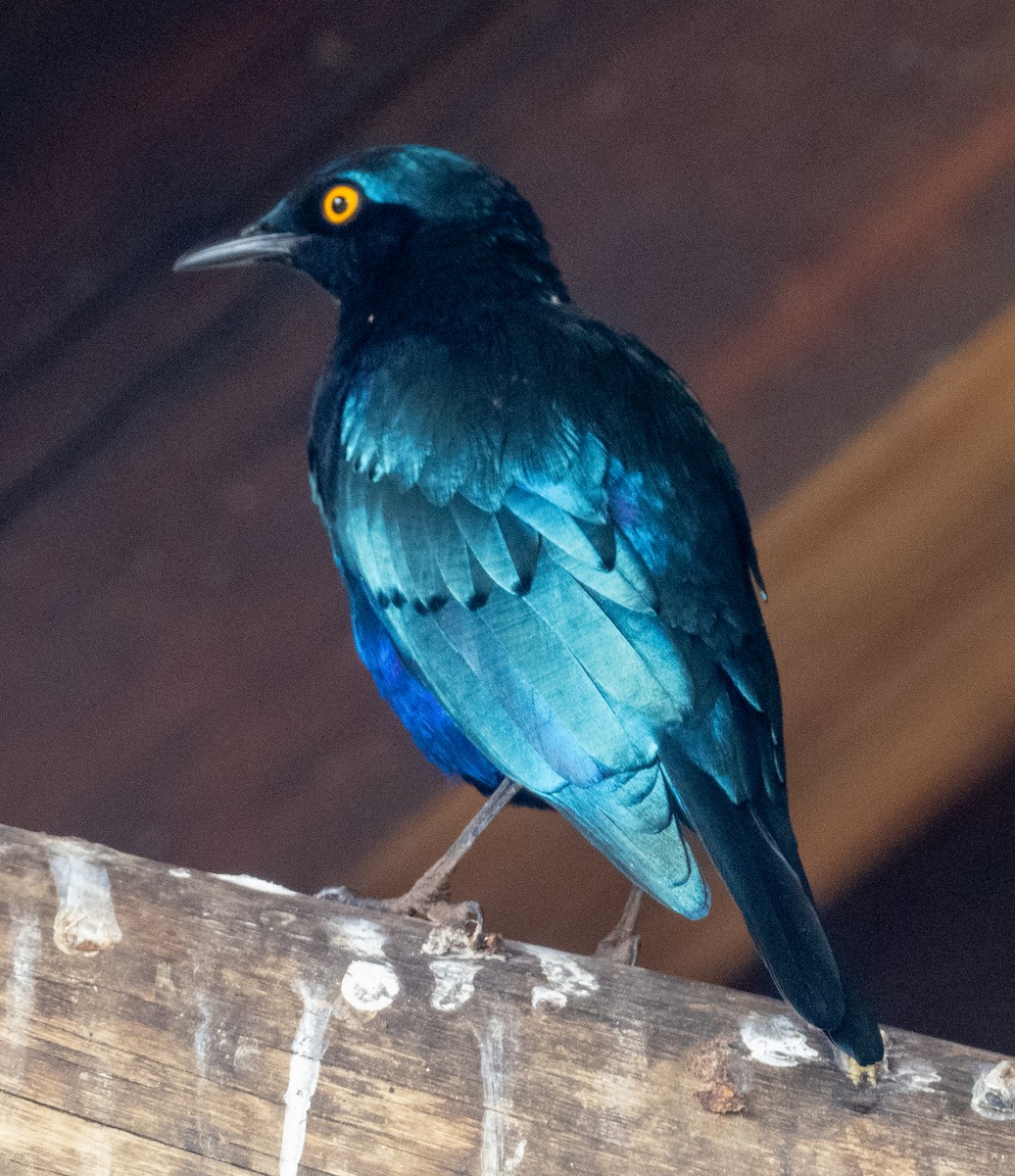 Greater Blue-eared Starling - Sam Zuckerman