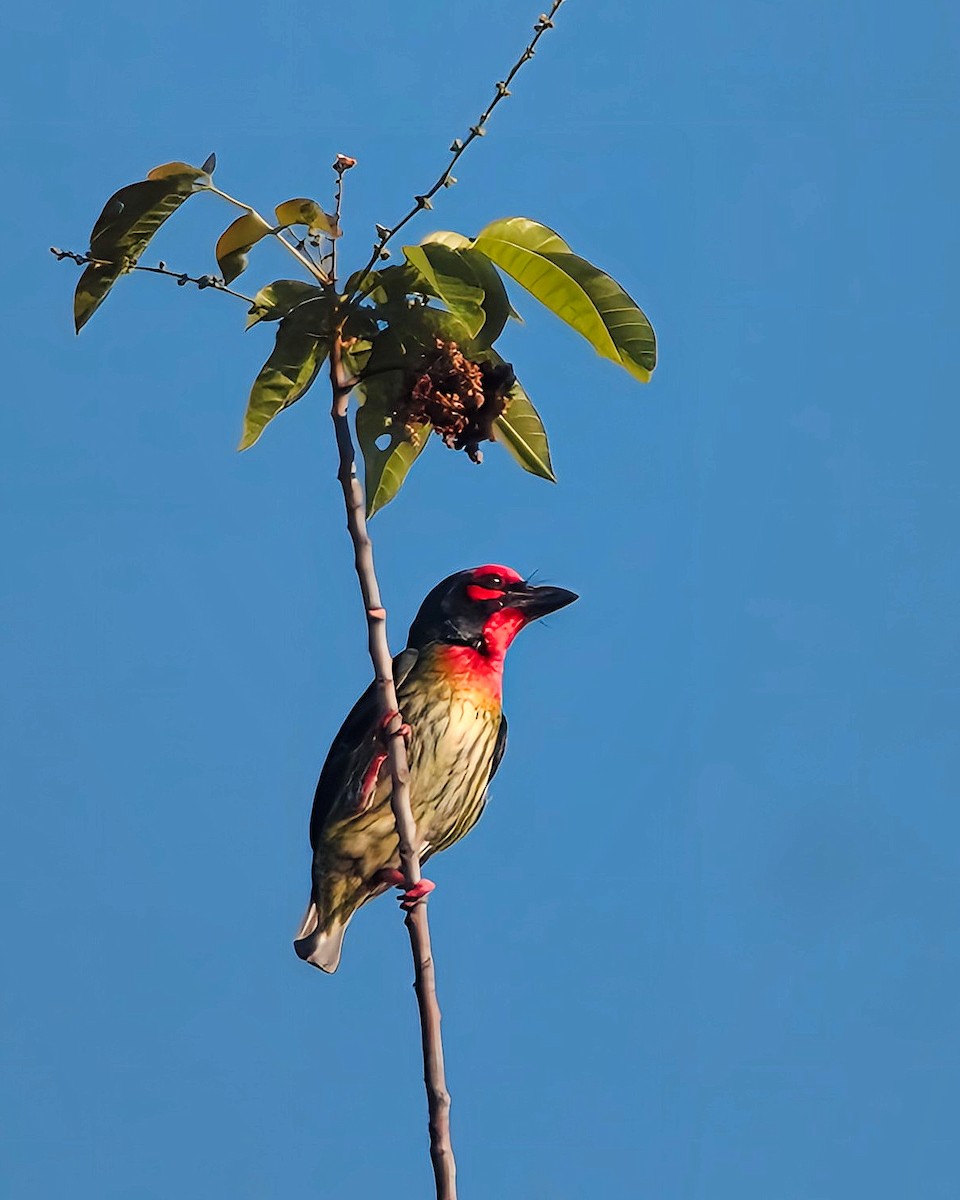 Coppersmith Barbet (Philippine Red-faced) - ML616396461