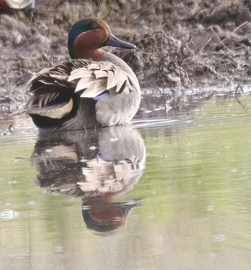 Green-winged Teal - ML616396477