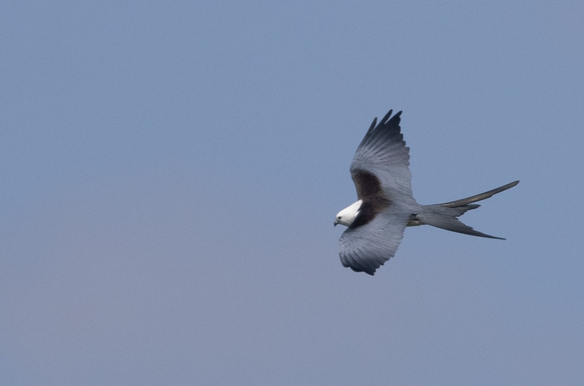 Swallow-tailed Kite - ML616396478