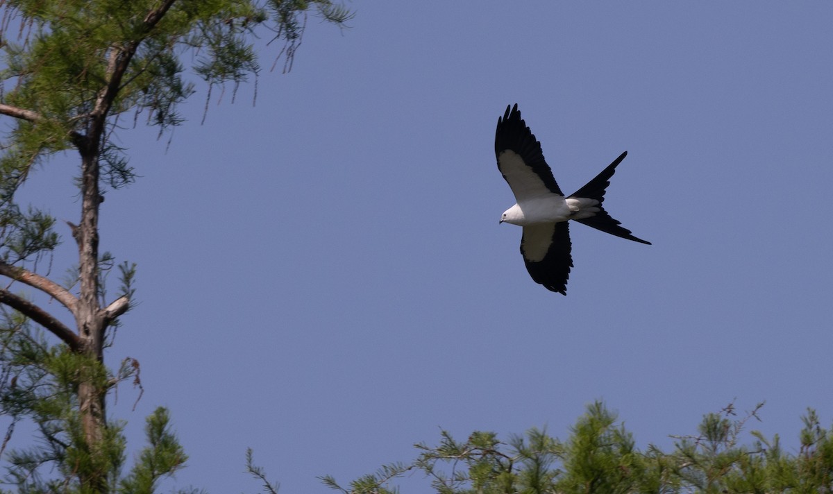 Swallow-tailed Kite - Nick Ramsey
