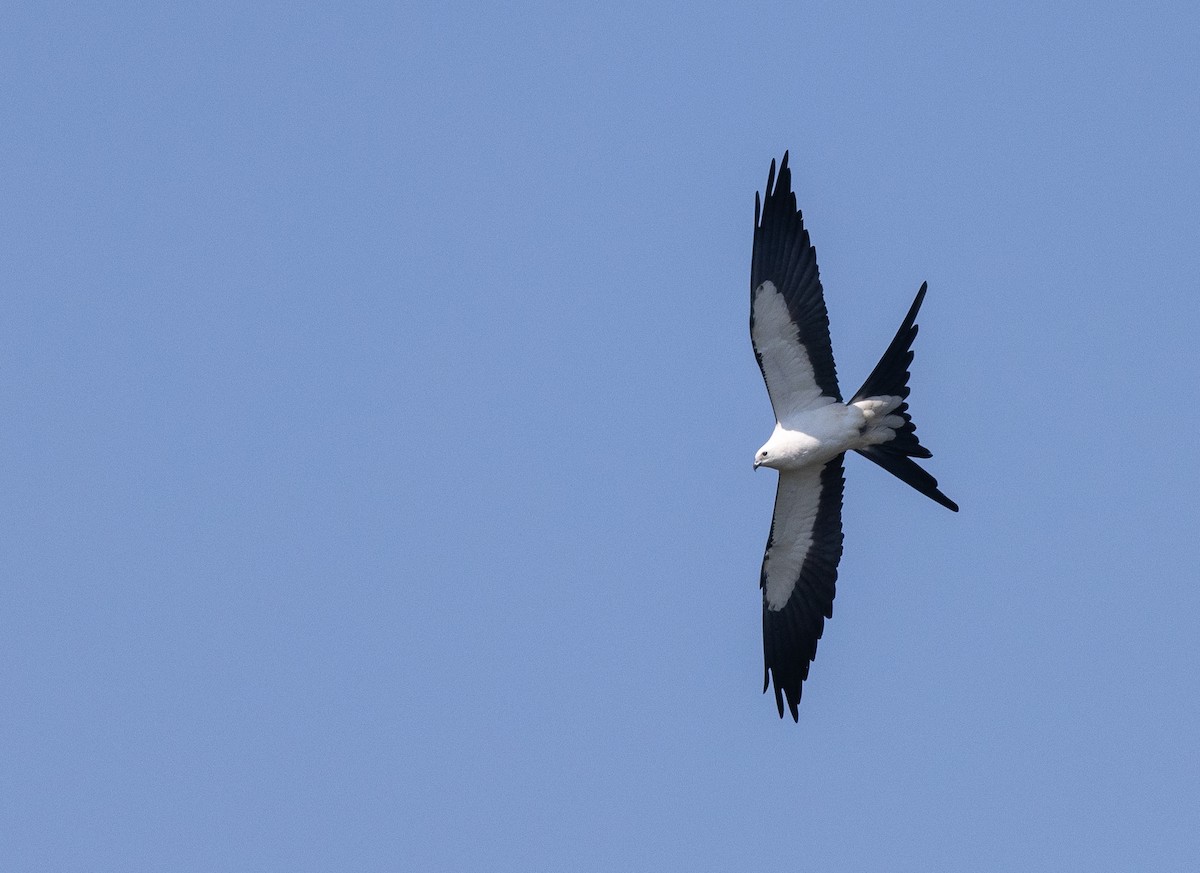Swallow-tailed Kite - ML616396480