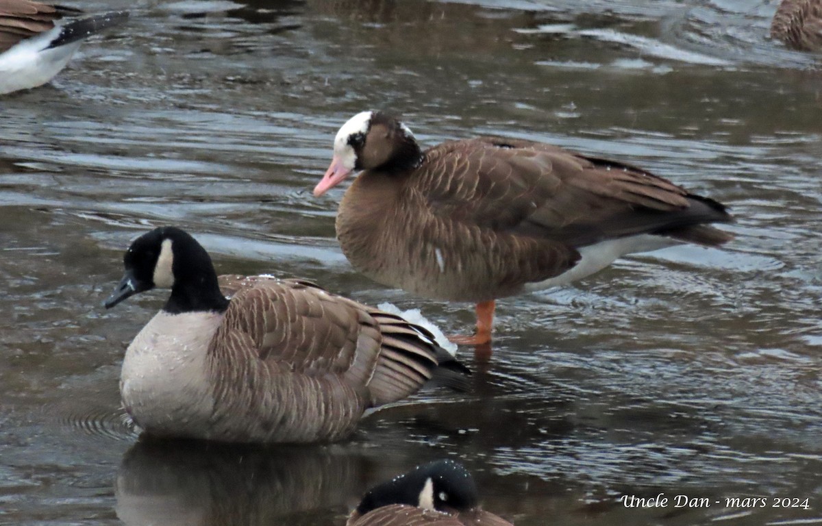 Greater White-fronted x Canada Goose (hybrid) - ML616396659