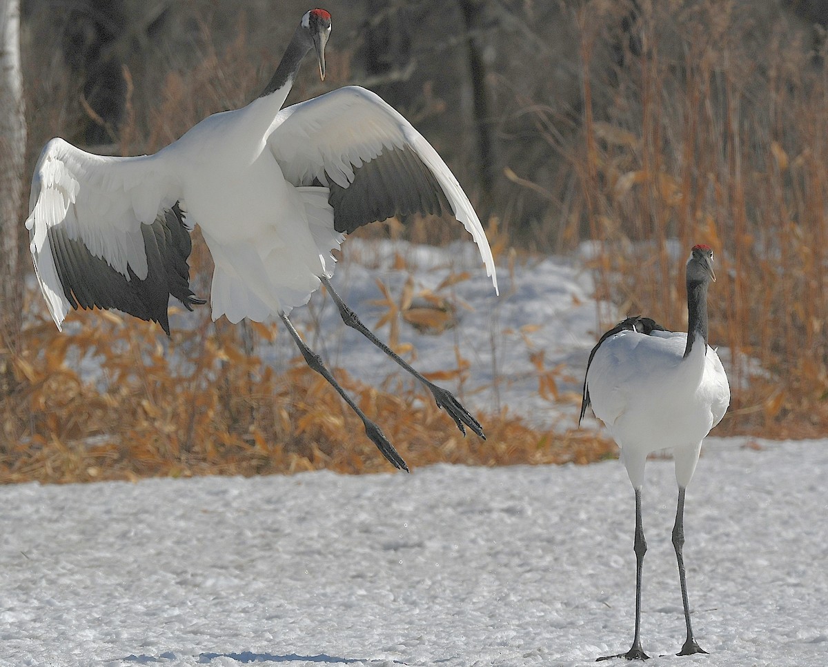 Red-crowned Crane - ML616396693