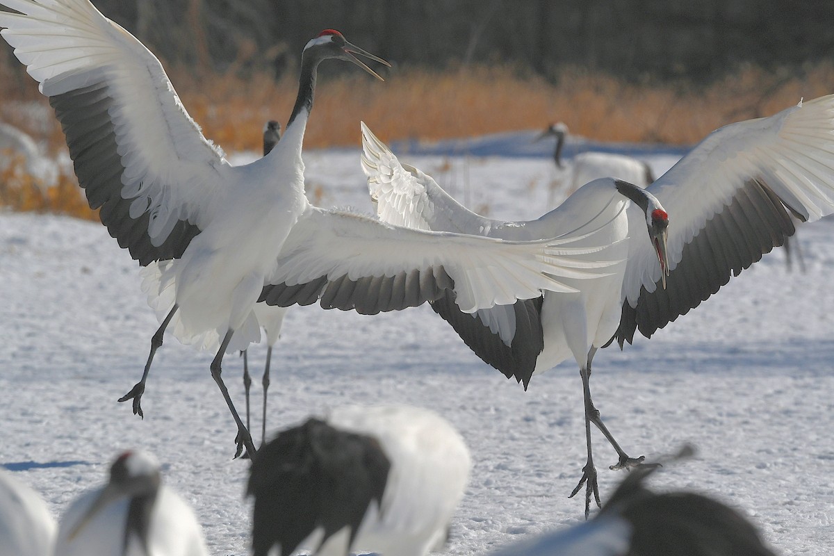 Red-crowned Crane - ML616396695