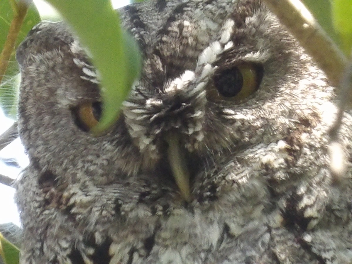 Western Screech-Owl (Sutton's) - ML616396730