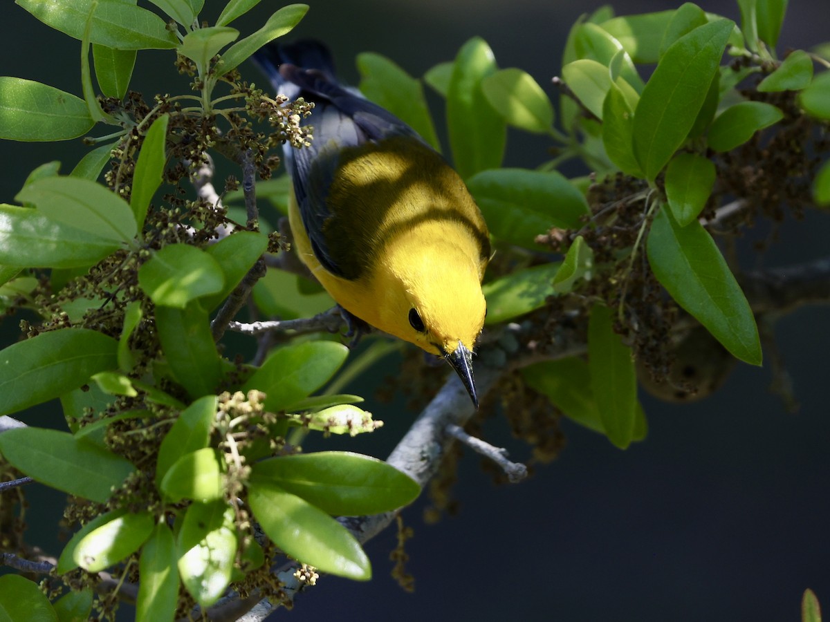 Prothonotary Warbler - Nathan Butler