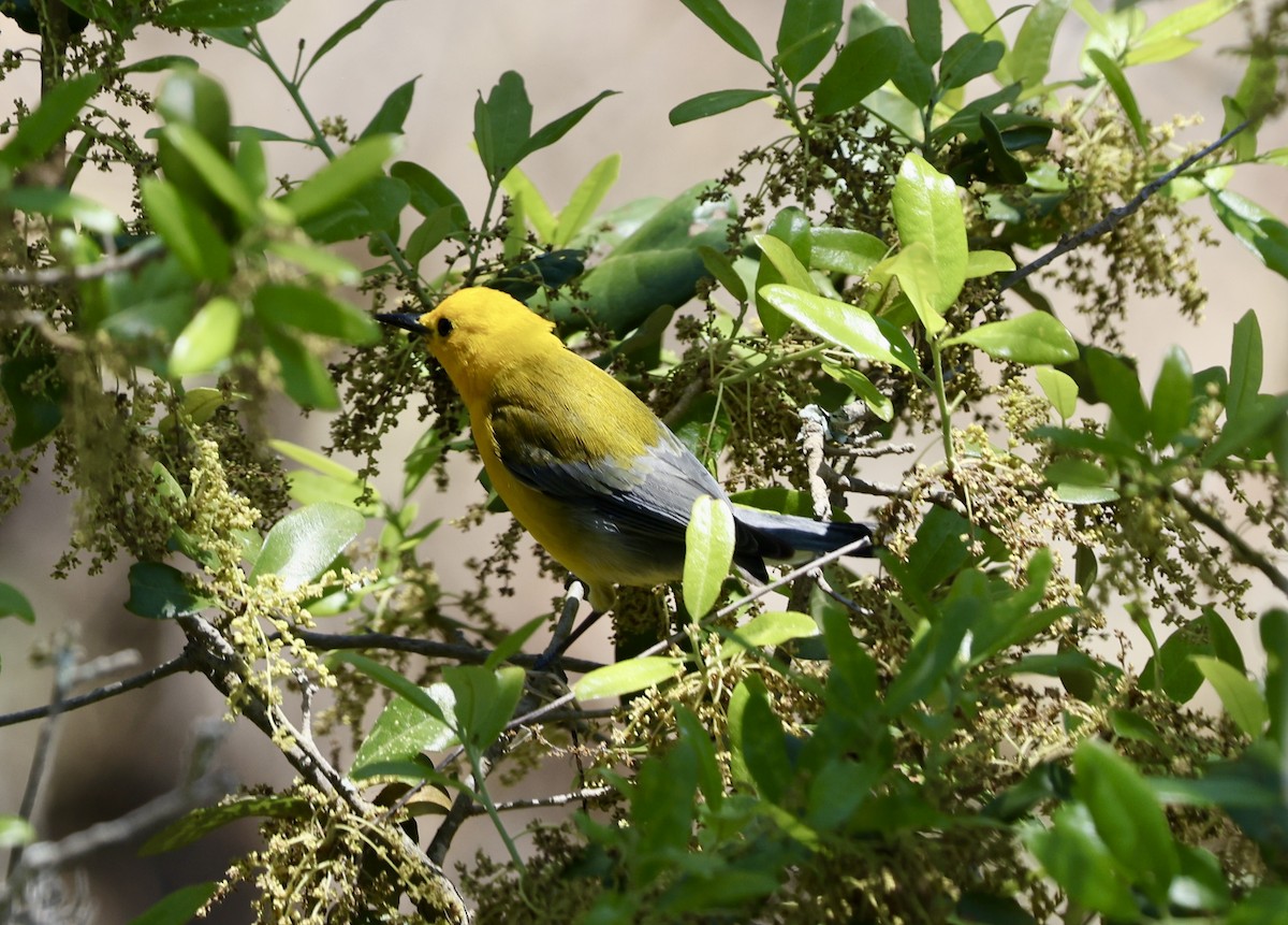 Prothonotary Warbler - ML616396766