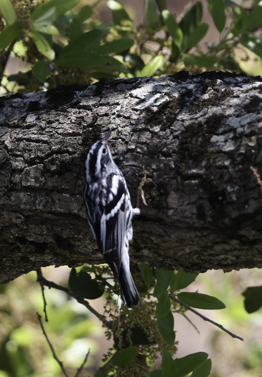 Black-and-white Warbler - ML616396773
