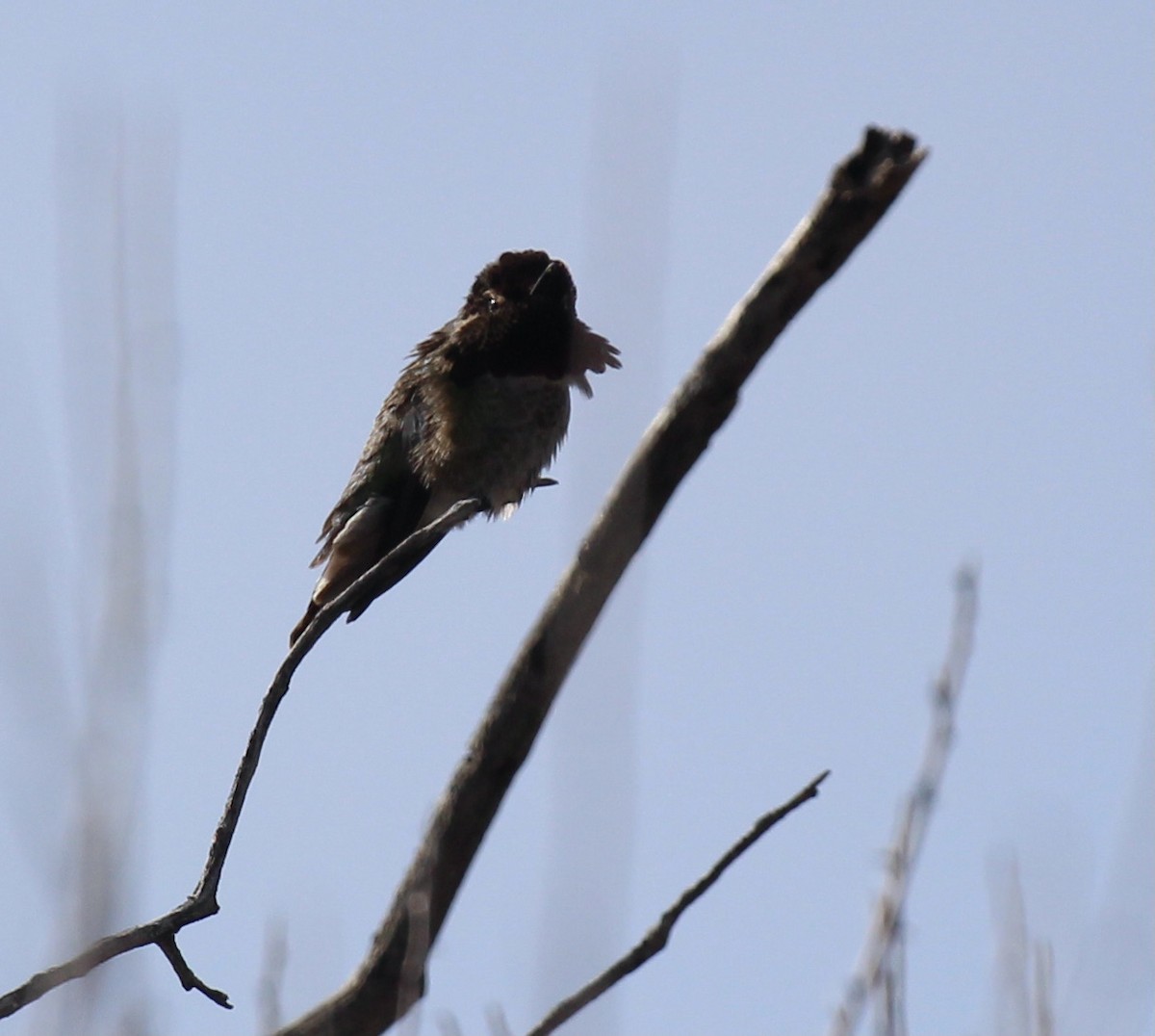 Anna's Hummingbird - Toni McQuivey Taylor