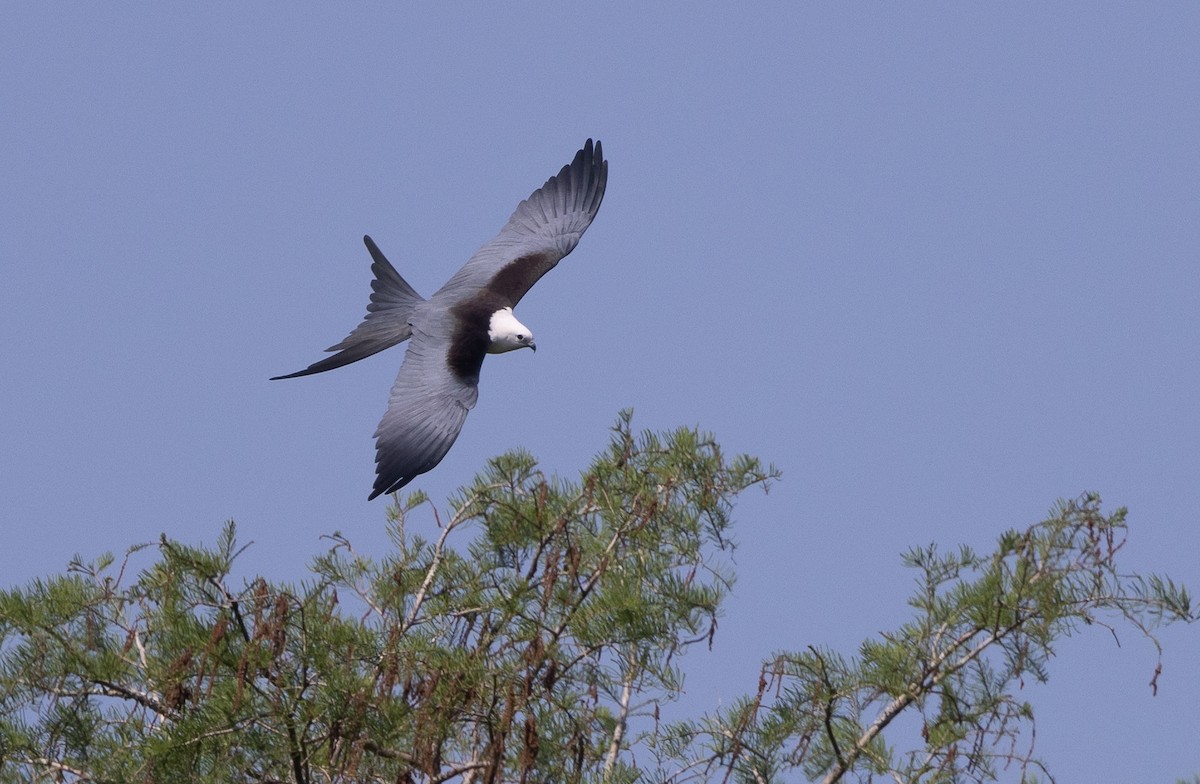 Swallow-tailed Kite - Nick Ramsey