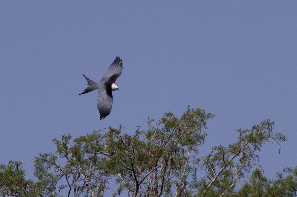 Swallow-tailed Kite - ML616396921