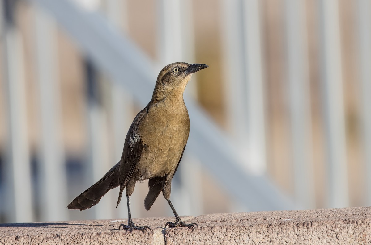 Great-tailed Grackle - ML616397070