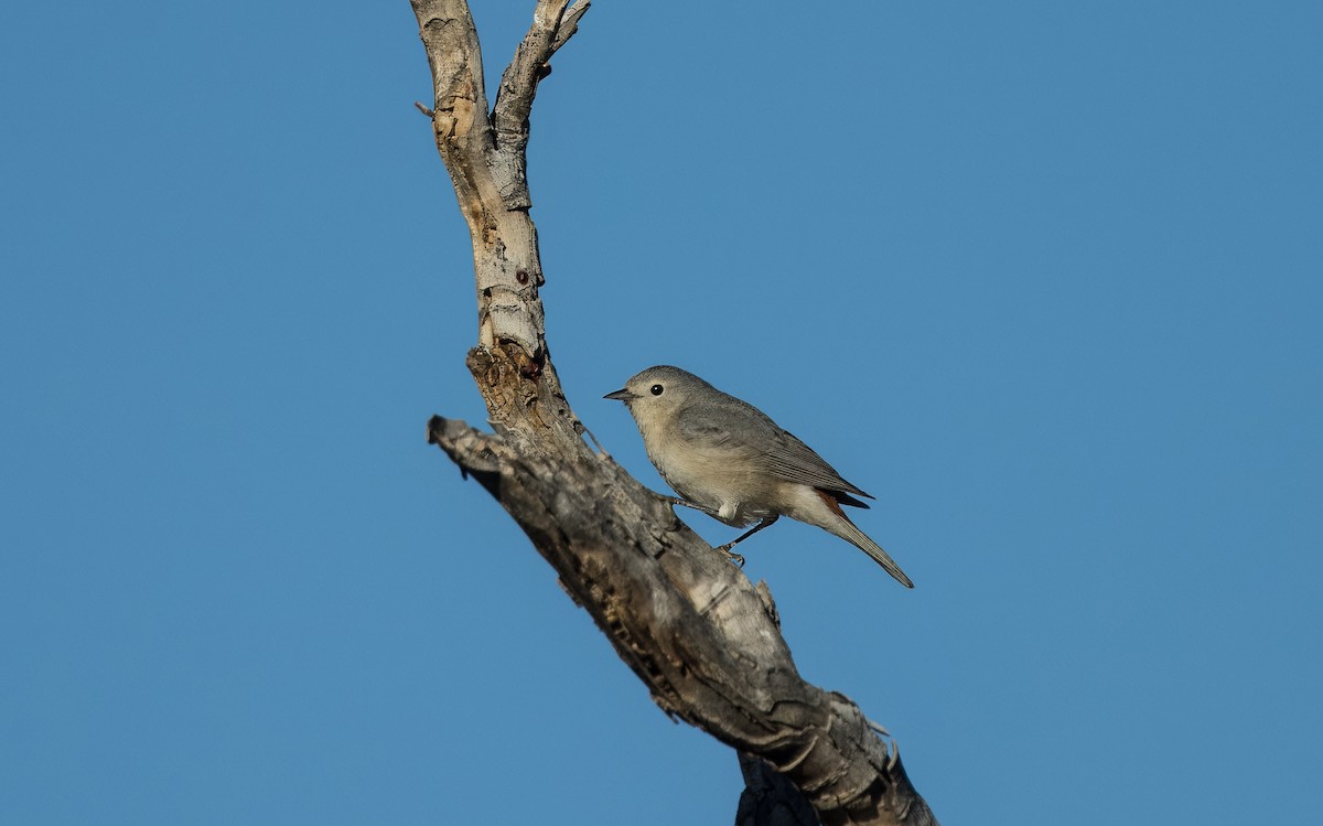 Lucy's Warbler - ML616397072