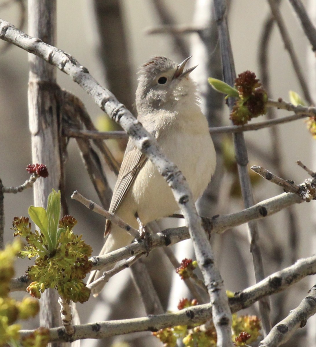 Lucy's Warbler - ML616397170