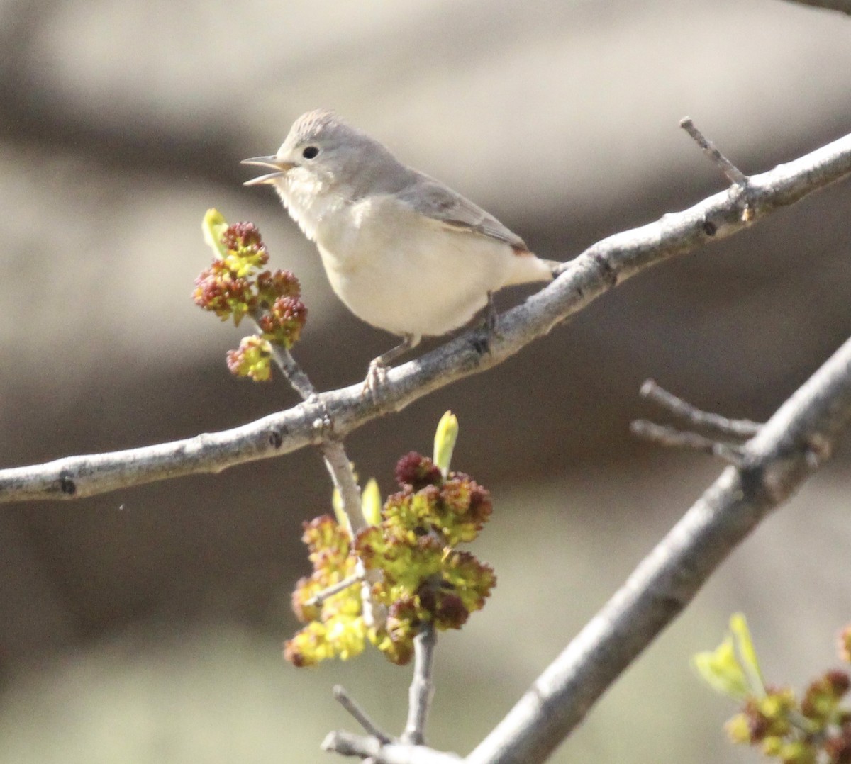 Lucy's Warbler - ML616397171