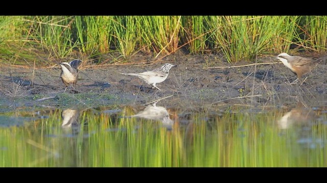 Gray-crowned Babbler - ML616397205