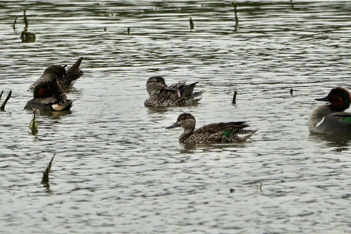 Green-winged Teal - ML616397227