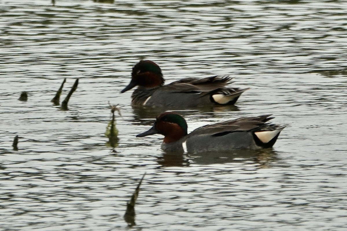 Green-winged Teal - ML616397228
