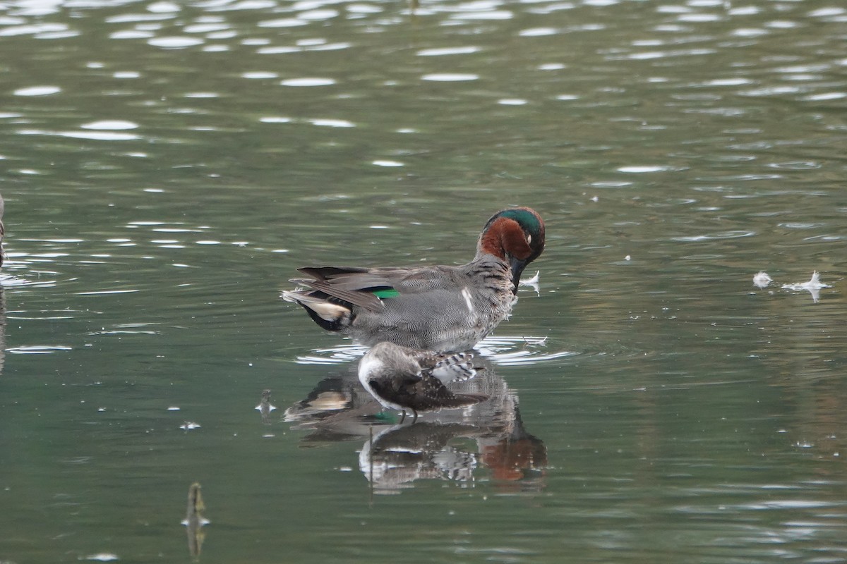 Green-winged Teal - ML616397232