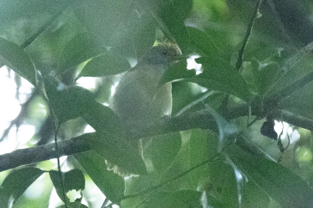 Tawny-crowned Greenlet - ML616397243