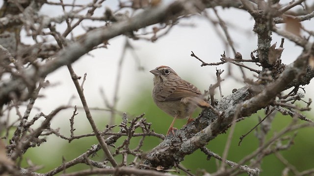 Rufous-crowned Sparrow - ML616397269