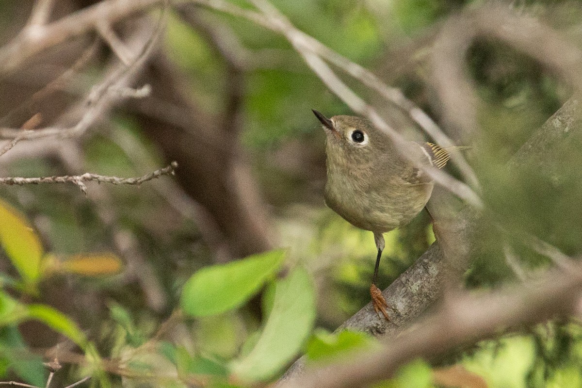 Ruby-crowned Kinglet - Liam Wolff