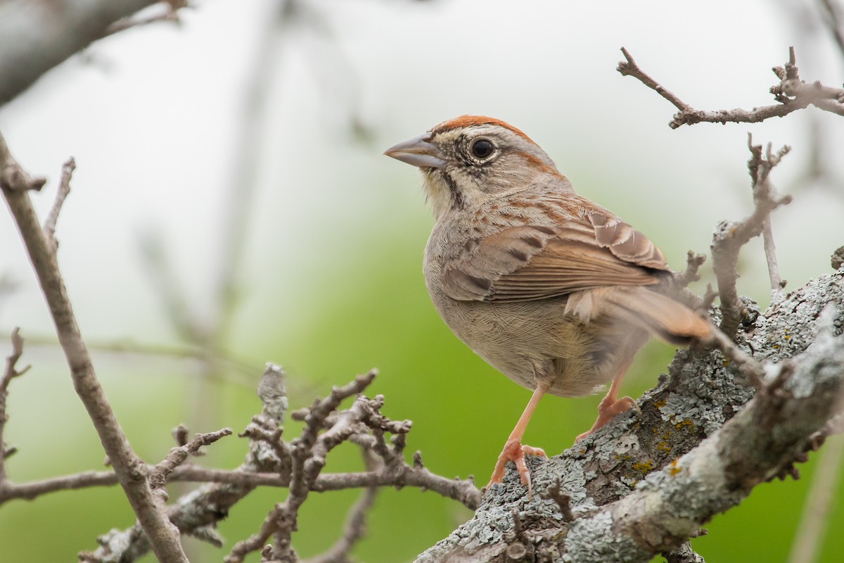 Rufous-crowned Sparrow - ML616397349