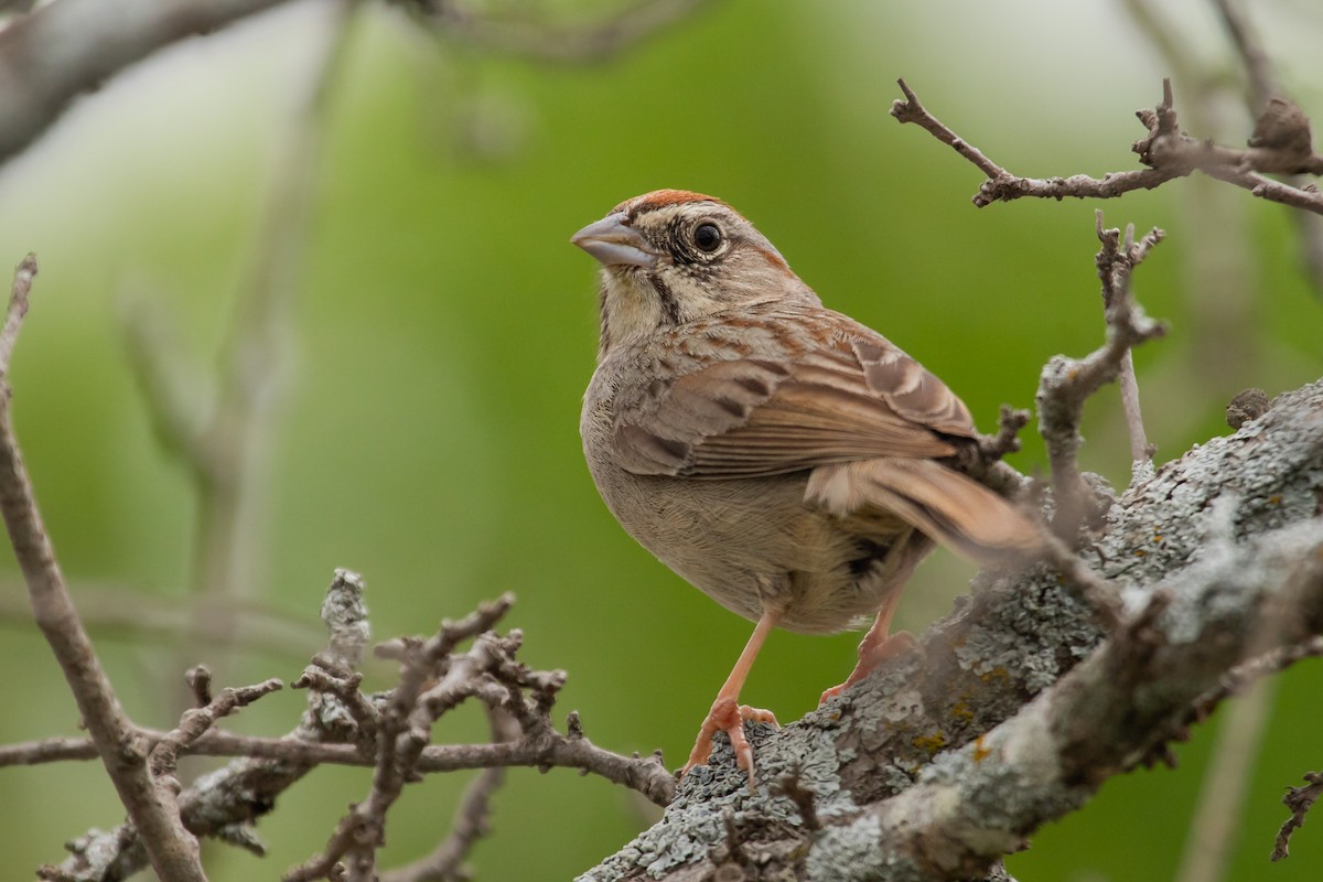 Rufous-crowned Sparrow - ML616397350