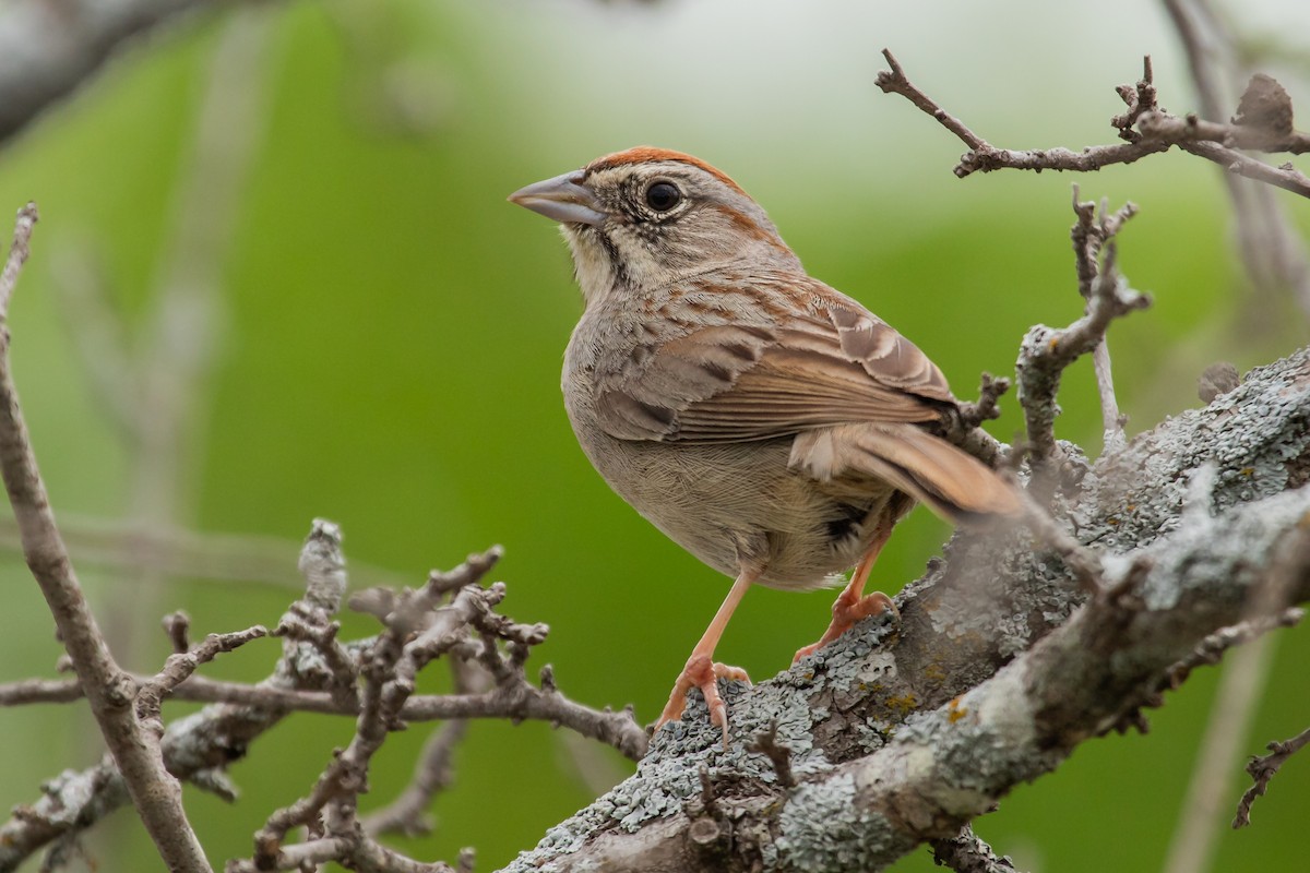 Rufous-crowned Sparrow - ML616397373