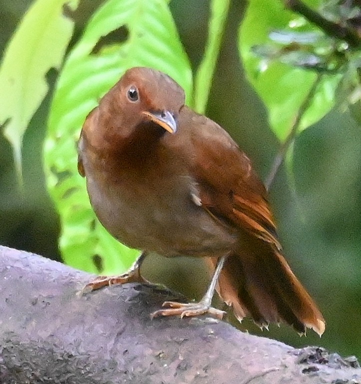 Rufous-brown Solitaire - ML616397385