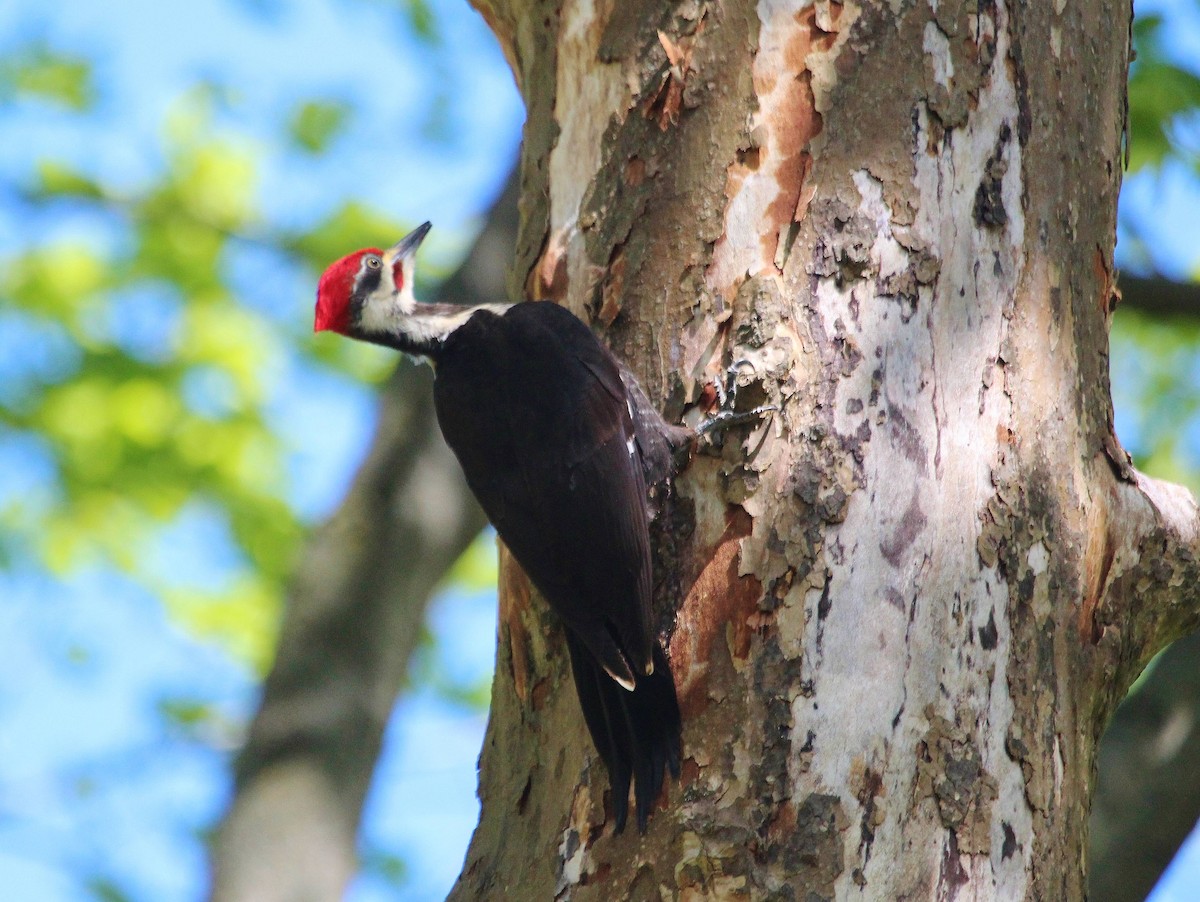 Pileated Woodpecker - Samuel Perloff
