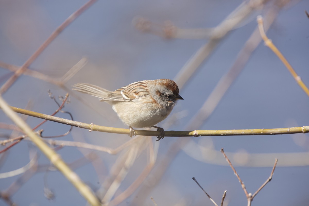 American Tree Sparrow - ML616397500