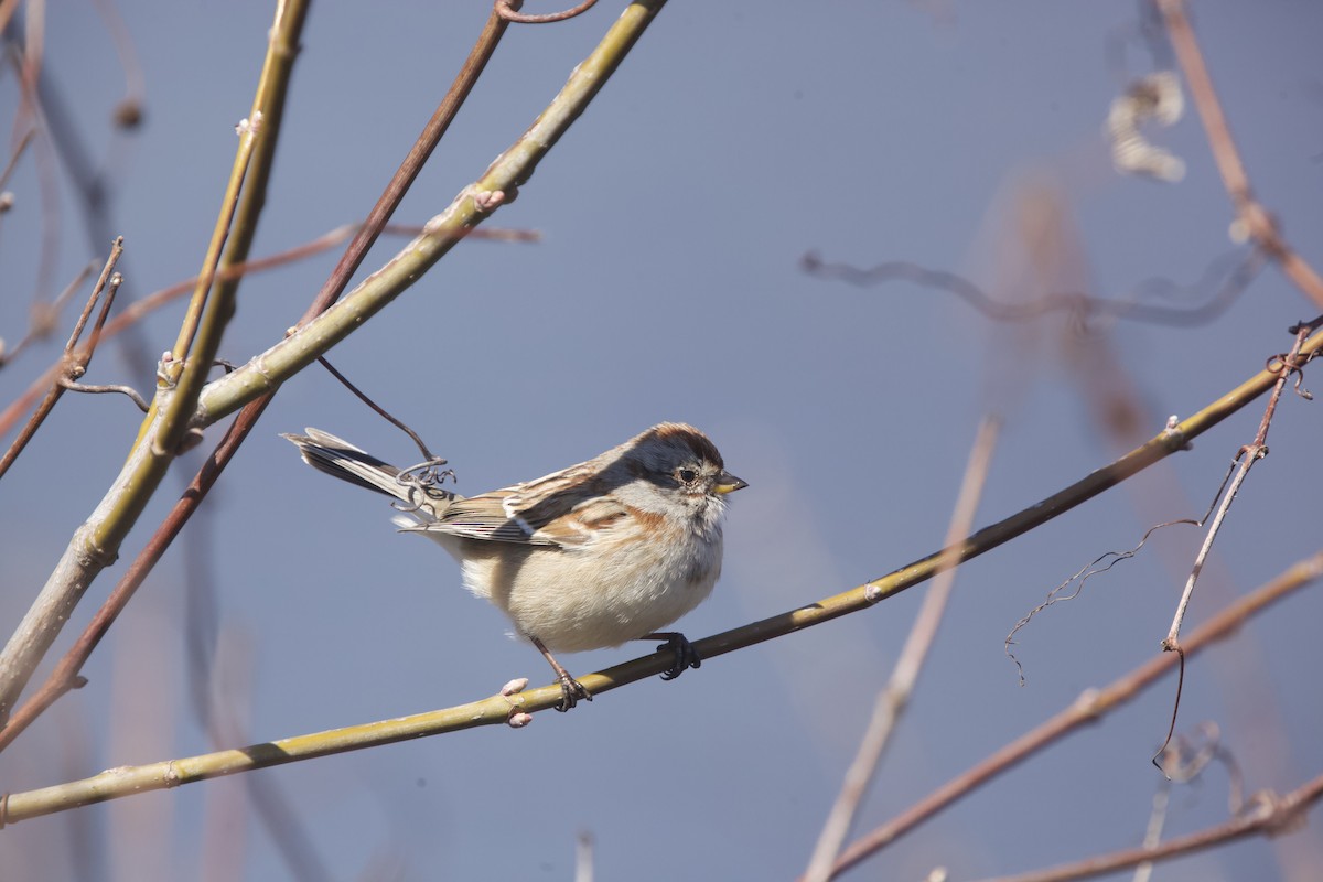 American Tree Sparrow - ML616397504