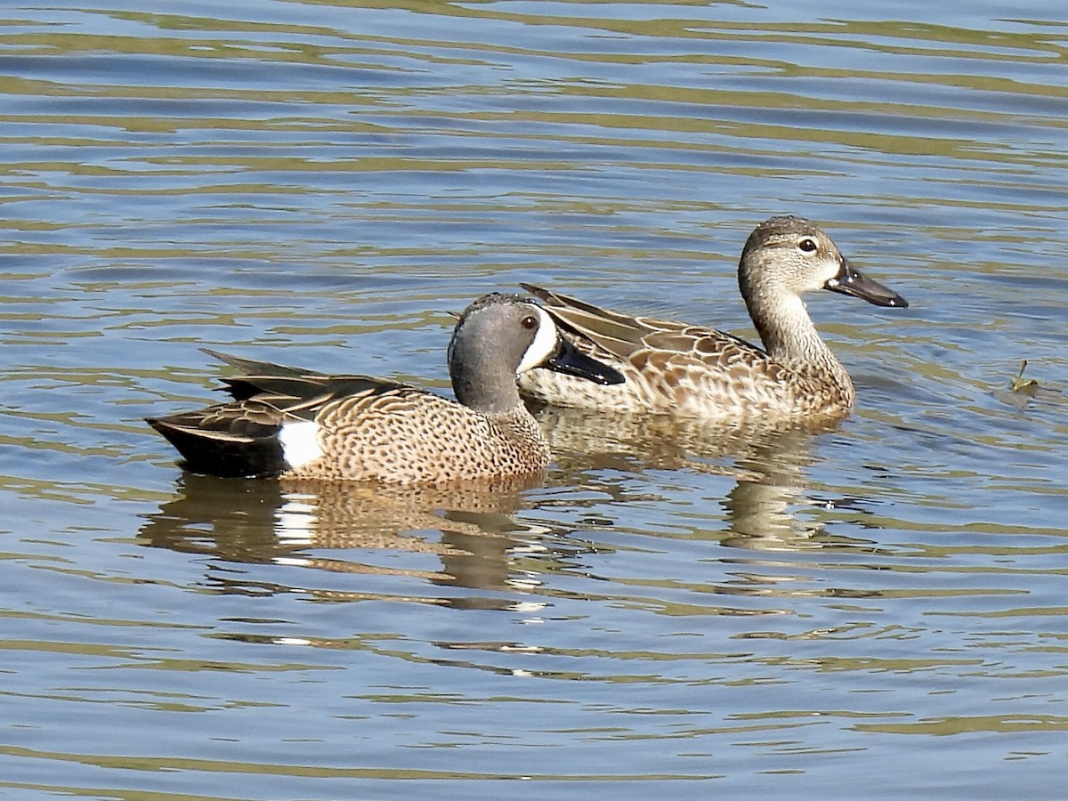 Blue-winged Teal - ML616397690