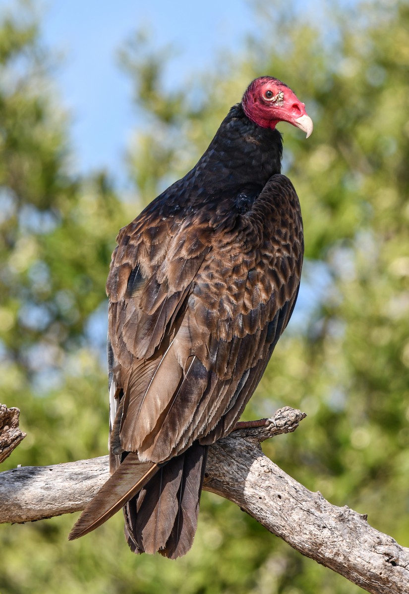 Turkey Vulture - ML616397694