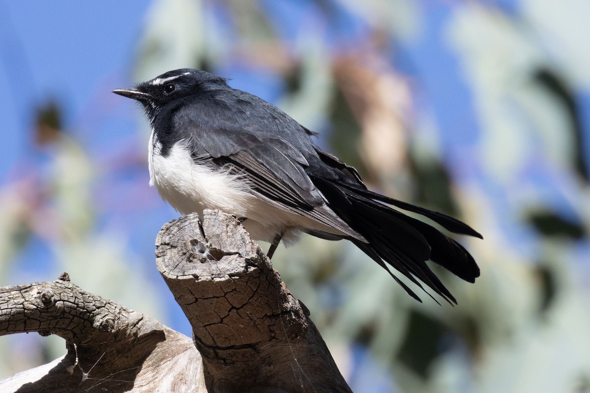 Willie-wagtail - ML616397785