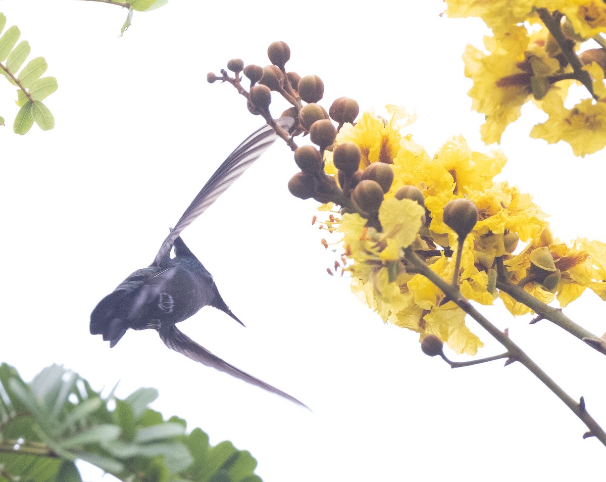Antillean Crested Hummingbird - Nick Ramsey