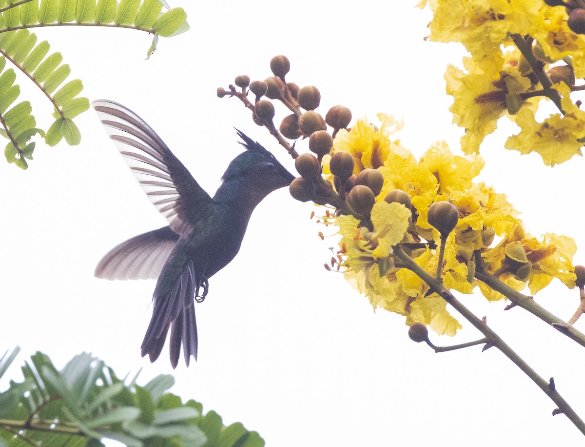 Antillean Crested Hummingbird - ML616397803