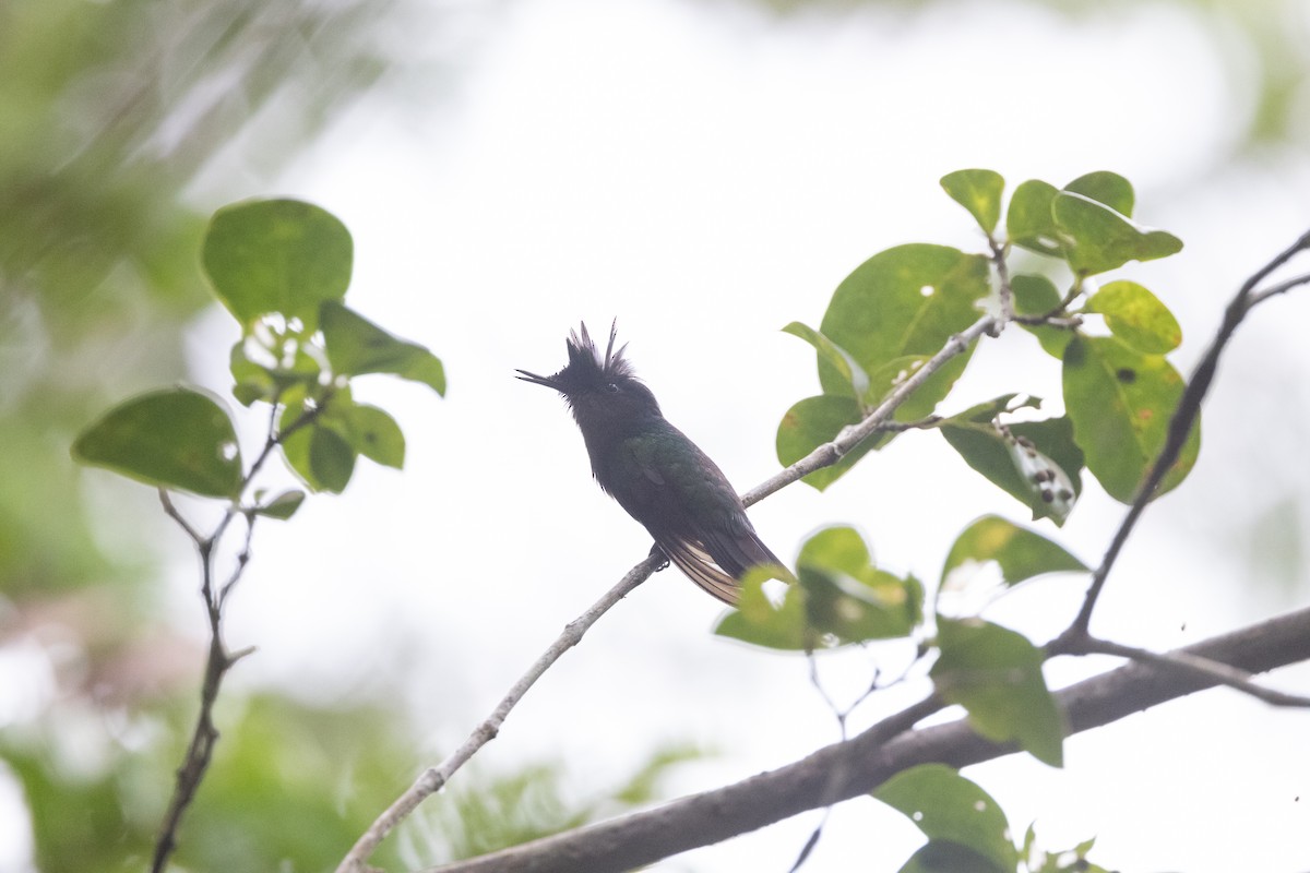 Antillean Crested Hummingbird - ML616397808
