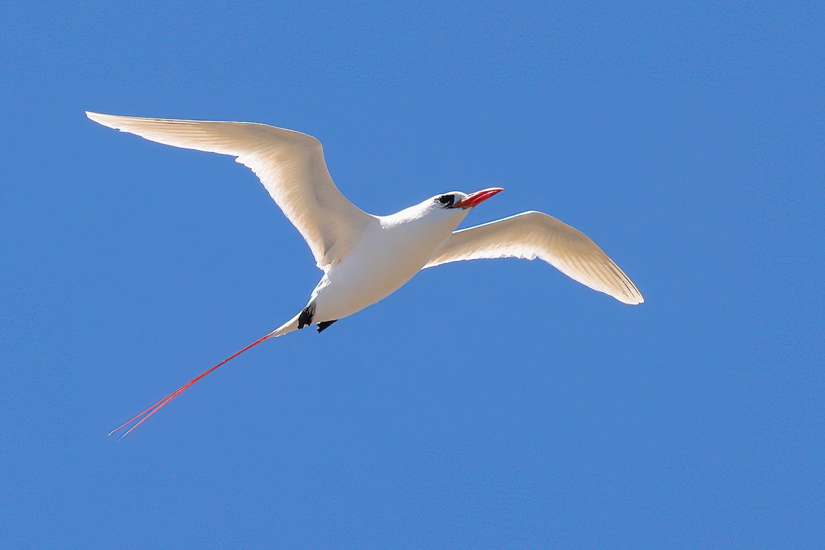 Red-tailed Tropicbird - ML616397877